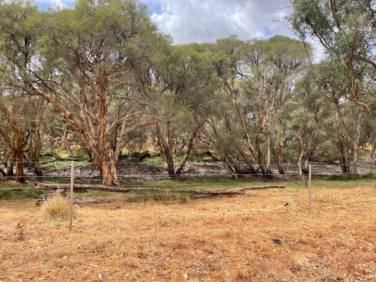 BecTora72's tweet photo. We love supporting local farmers ! Local landholders are helping to restore stream function in our #WAestuaries with #fencing and #revegetation to find out how to get involved click here: https://t.co/G4uaug4MUG https://t.co/CNRCJBhg3n
