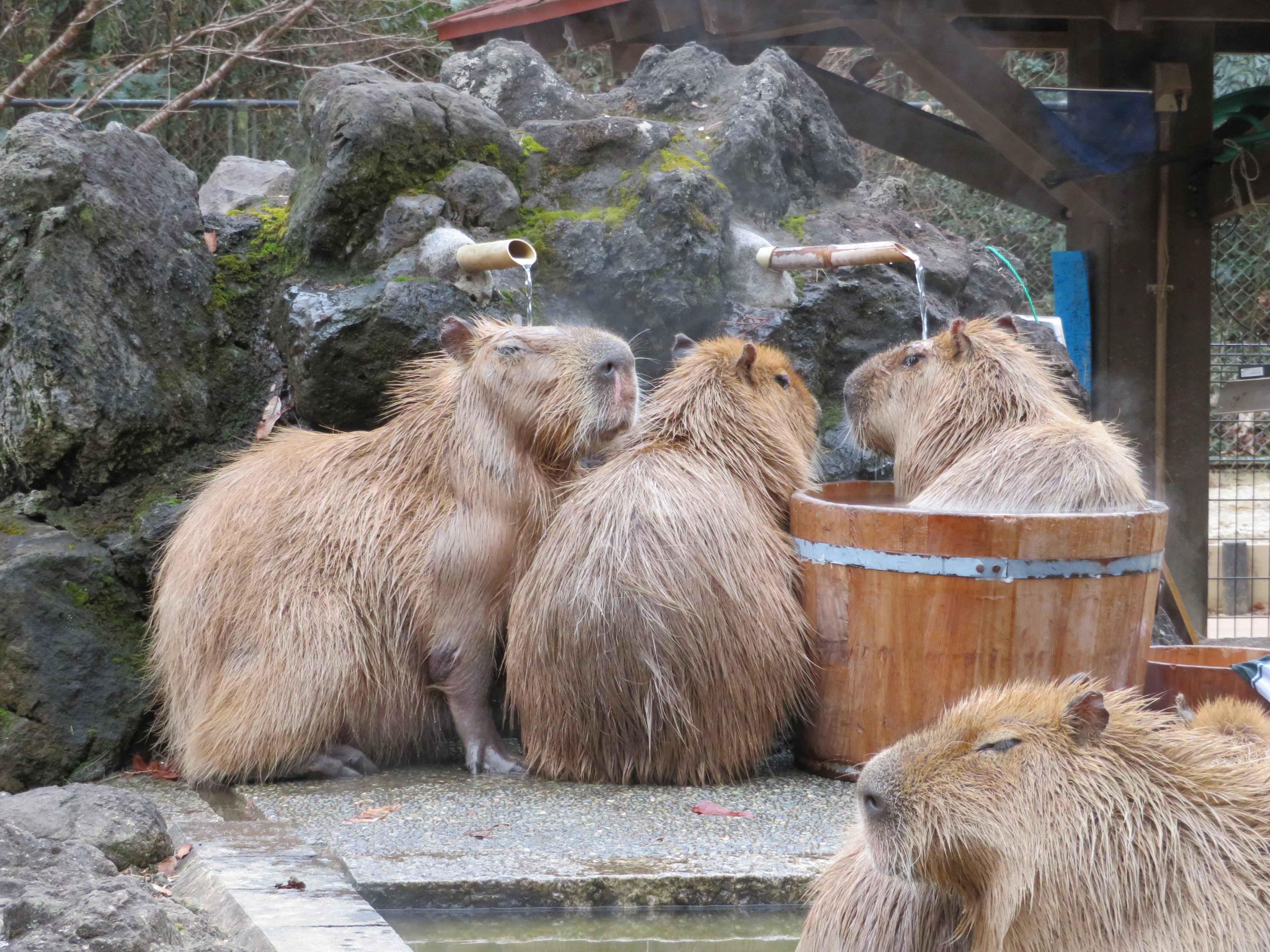 カピバラ温泉 Twitter Search Twitter