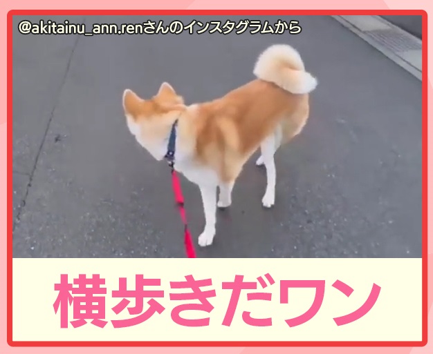 横歩きで散歩するワン Twitter