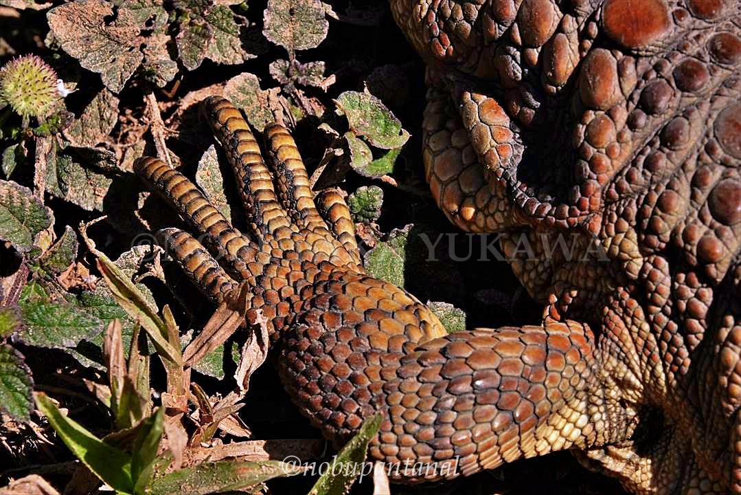 ジャクルシー ワニトカゲ カイマントカゲ 薄茶 ツヤ有り www