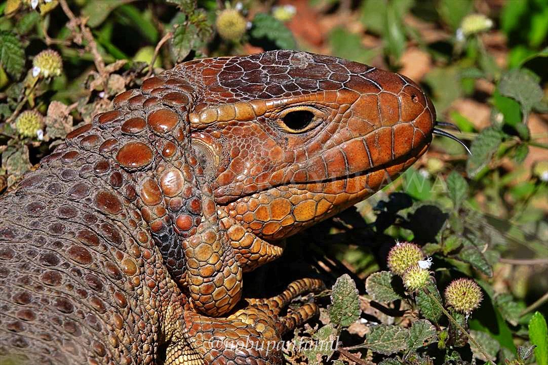 ジャクルシー ワニトカゲ カイマントカゲ 薄茶 ツヤ有り www