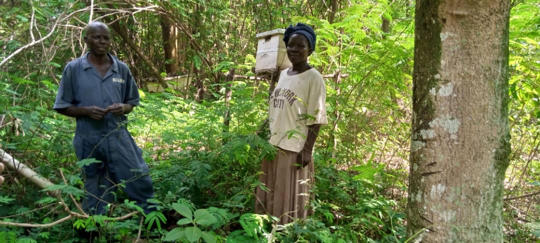 fmnrnetwork's tweet photo. What can we do alongside forest restoration to increase food and income security especially among small holder farmers. #promotingforestfoods like yams, beans, passion fruits, mashrooms, beekeeping. Visit us at https://t.co/dLKVbLupdf https://t.co/ja1Y5G376y