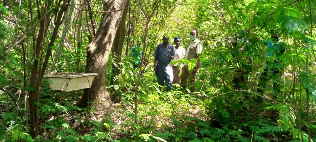 What can we do alongside forest restoration to increase food and income security especially among small holder farmers. #promotingforestfoods like yams, beans, passion fruits, mashrooms, beekeeping. Visit us at fmnrnetworkuganda.org