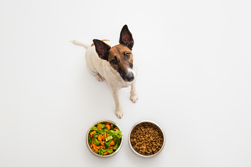 DoggosAll's tweet image. Plenty of controversies have surrounded the idea of a vegan dog, so sometimes it’s hard to know what to believe. Can you have a vegan dog?

#alldoggos #dogblog #vegandog

alldoggos.com/vegan-dog-3-es…