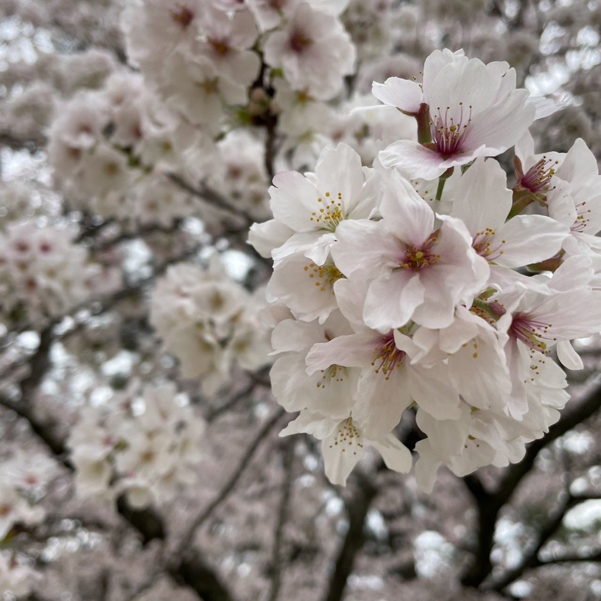 おはようございます☀️

実は先日、社長と経理主任が大学を卒業されましたー！！㊗️👏

いや学生だったんかい🤣と思ったあなた。そうなんです笑

平均年齢21歳の会社！これからも若々しく楽しくやっていきます🔥💪

by専務

#企業公式春のフォロー祭
