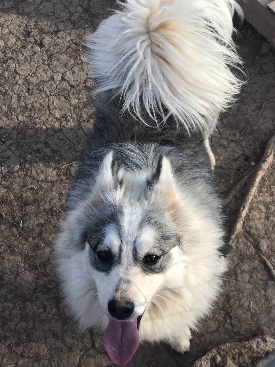 Philinda_AoS's tweet photo. These babies are so beautiful ๐ฅฐ๐ญโค๏ธ
Daisy Quake
Rocky
Sarge
Rolo Tripp
#AgentsOfSHIELD #DogsofShield https://t.co/N2nn1fL1IE