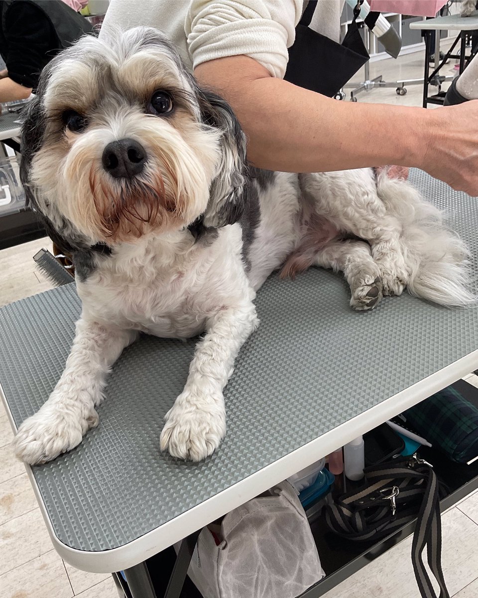 年度末ですね。
本日もケンネルスクール、授業スタートしております。
頑張っていきましょう！！

#ケンネルスクール
#トリミングスクール #独立開業 #社会人スクール #転職 #トリマーで副業 #開講1986年 #カット犬 #1人一頭 #ペットカットからショークリップまで #ペットショップ #オリジナルカット