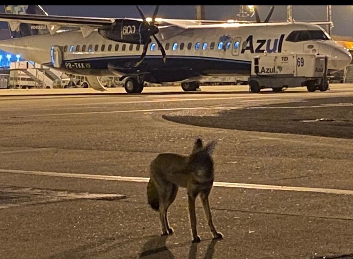 EPICSKY11's tweet photo. Fox on the RUN...#SBKP #Avgeeks
📸.....? Spotters ,de quem é ? https://t.co/aX6PIGfQxr