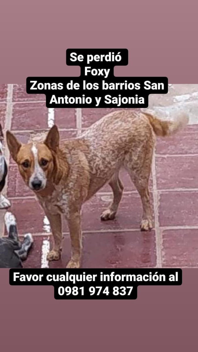 arbk77's tweet photo. Por favor si puede dar RT y compartir en sus grupos de Whatsapp, para que FOXY vuelva a su casa! Es super buena la perrita (por si le encuentran y se pueden acercar a ella)
Se perdió esta mañana por causa de la tormenta!
@perdidospy @Danymacica @Hugobie @julibustod https://t.co/V6E1zNGtLr