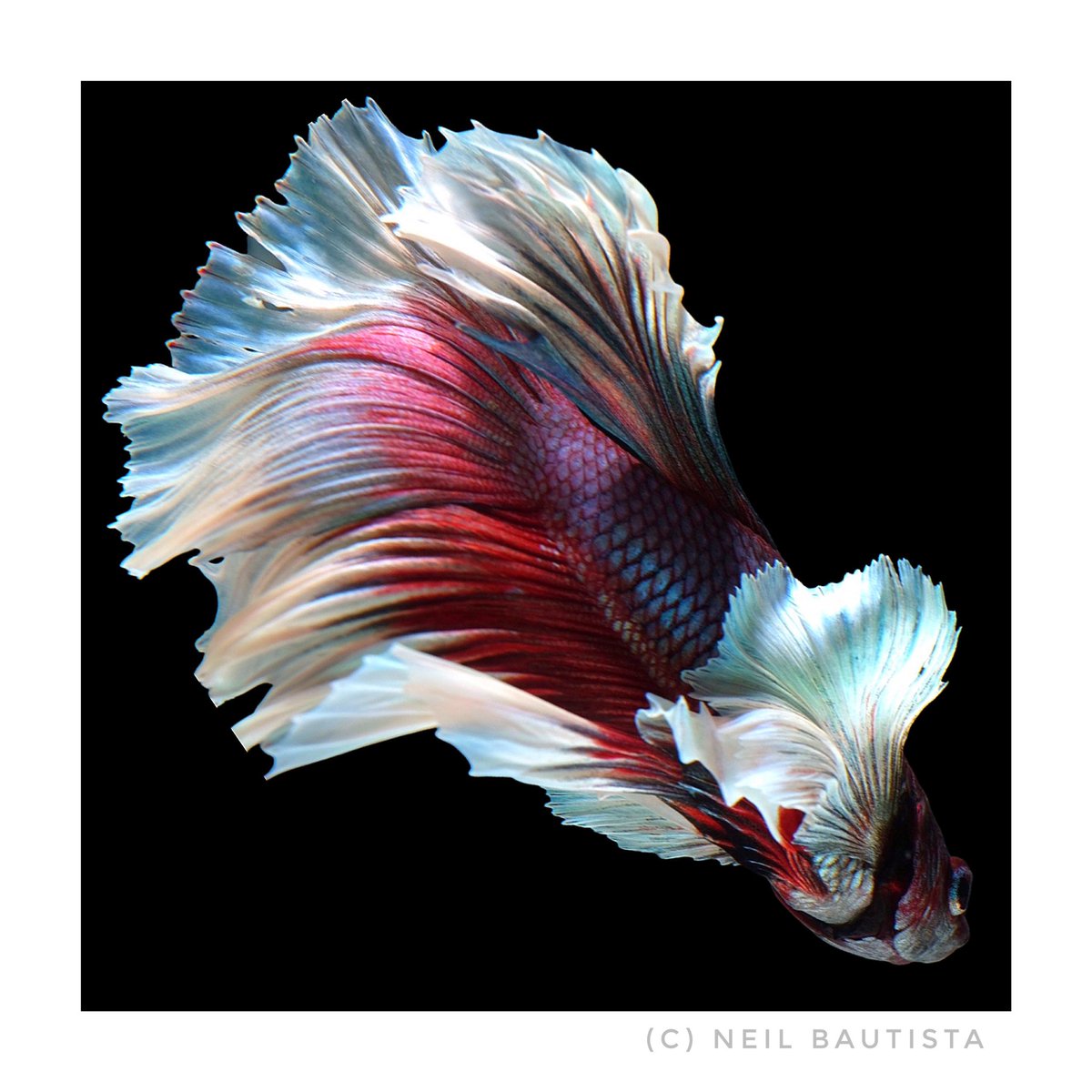 NeilBote888's tweet photo. #bettafishcommunity #bettafishphotography https://t.co/ZC54Fj8WON