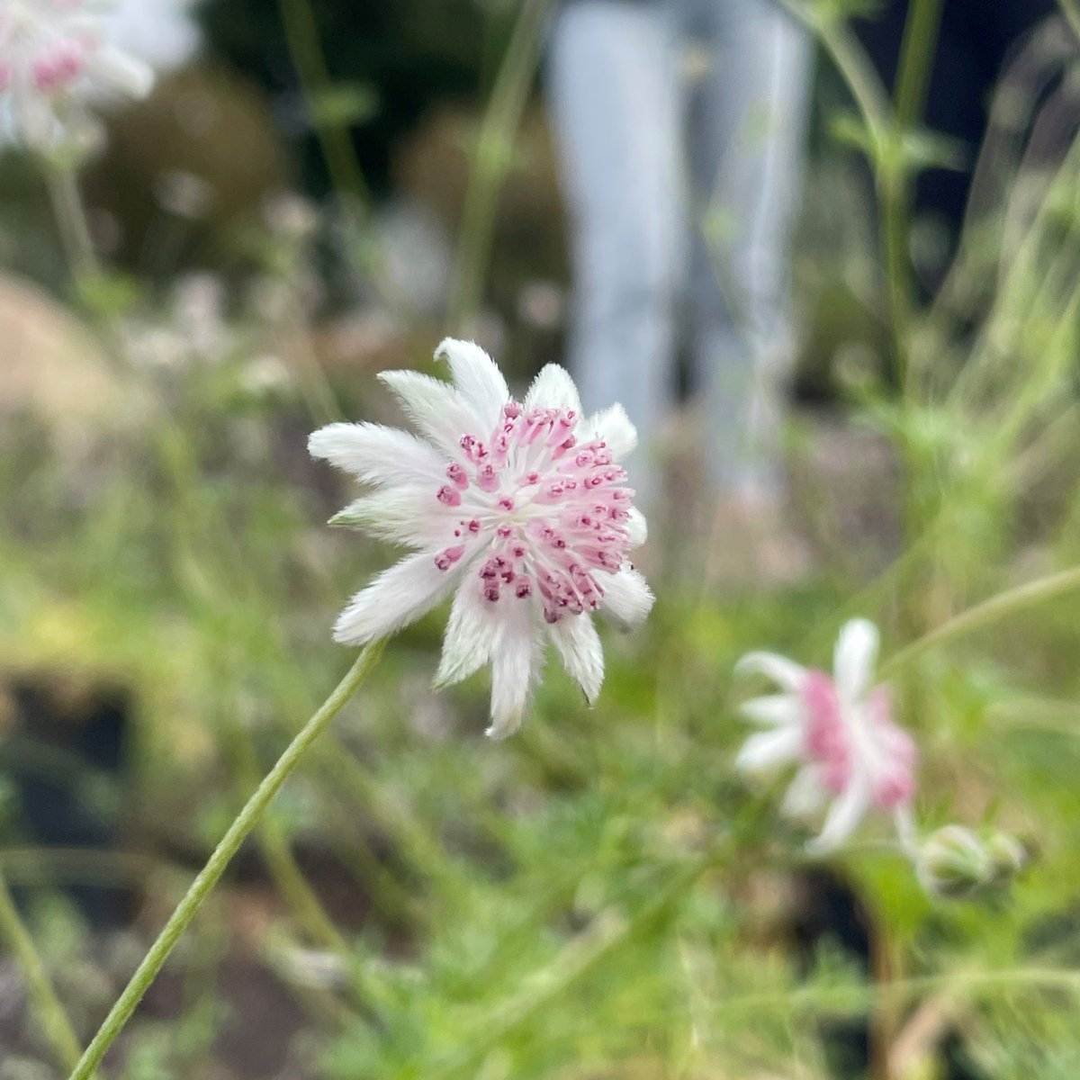 Australian Seed Bank Partnership tweet media