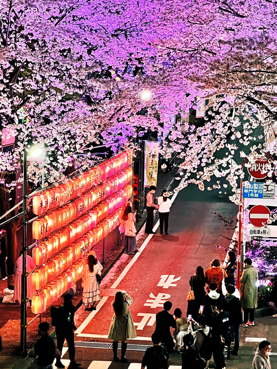 お鼻見したよ👃🌸　あれ？w 
#花見　#ライトアップ　#桜　#綺麗　#タイ　#タイ人　#日本在住　#モデル　#女優　#芸人　#w #志摩マキ　#ซากุระ #ญี่ปุ่น #ชิบุยะ #สวยมาก #japan #shibuya #sakura #cherryblossom #beautiful #lastnight