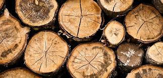 billtilleymla's tweet image. It appears State Labor has reneged on providing the science behind its native timber deadline of 2030. The reason ... it will take the pen pushers too long to to put it together. This is a body blow for those in the Upper Murray.
More at ... bit.ly/35sZhDm