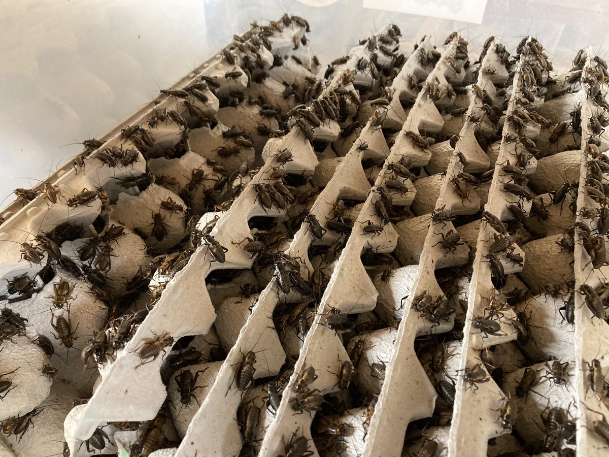 ForPet410's tweet photo. いつもご活用頂きありがとうございます🦗🦎

最近は暖かくなりましたね🌸

本日も変わらず営業中です🦗❕

#爬虫類好きと繋がりたい https://t.co/Fgi5vZ5XLG