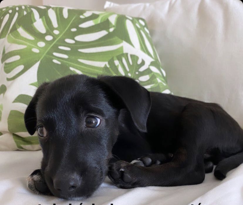 luciarias0's tweet photo. Se busca adopción responsable para este bebé de 2 meses 🥺🙏 es súper tranquilo @VivireNuevaCba @VivirEnNuevaCba https://t.co/u6aQ9lh2CK