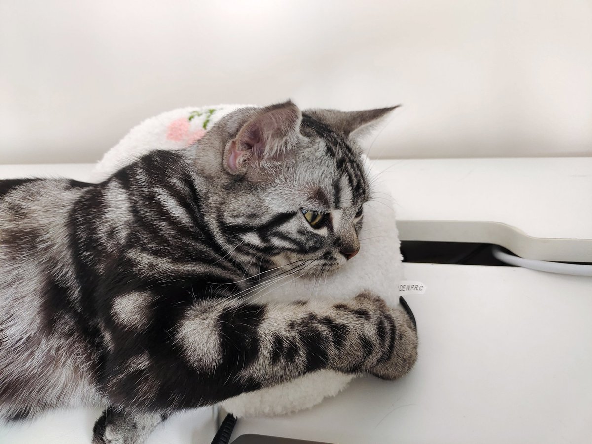 kassydaybyday's tweet photo. 💤💤💤

#CatsOfTwitter #CatsLover #cutenessoverload #猫のいる生活 https://t.co/vovdrtiVg0
