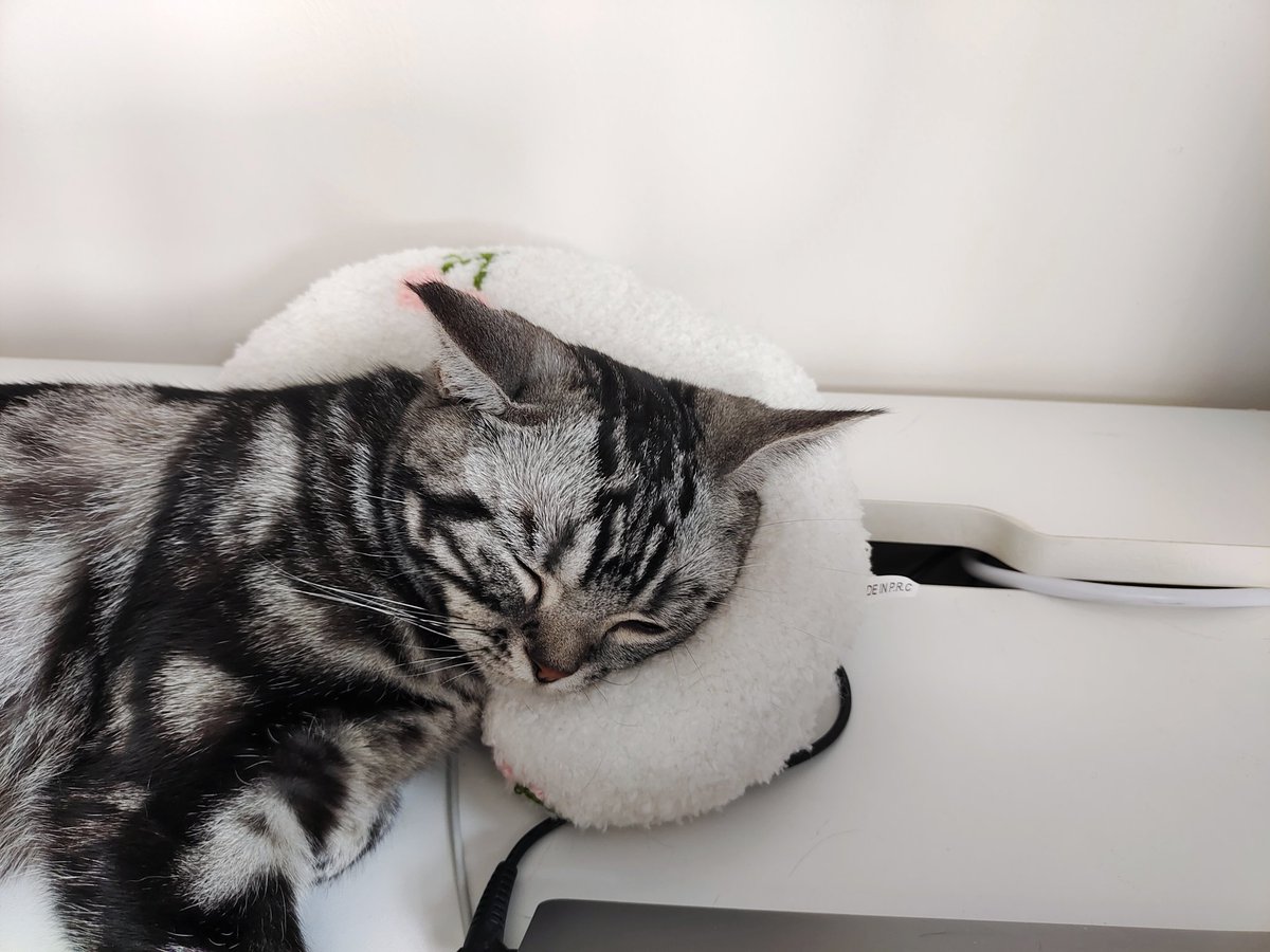 kassydaybyday's tweet photo. 💤💤💤

#CatsOfTwitter #CatsLover #cutenessoverload #猫のいる生活 https://t.co/vovdrtiVg0