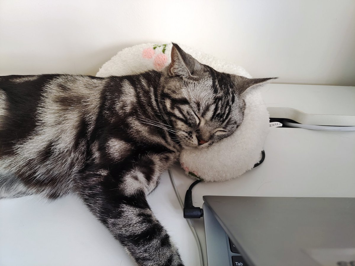 kassydaybyday's tweet photo. 💤💤💤

#CatsOfTwitter #CatsLover #cutenessoverload #猫のいる生活 https://t.co/vovdrtiVg0