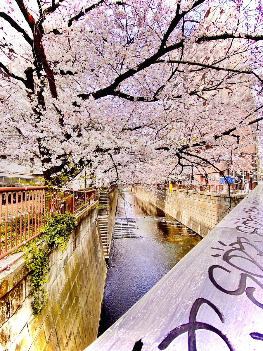 soig2000's tweet photo. こんにちは🌸
3月ありがと😊
よろしく4月😄
#イマソラ
#イマサクラ
#目黒川 https://t.co/jjXSwtuTVp