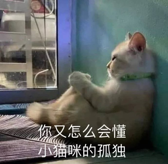 gerard8111's tweet photo. lonely cat https://t.co/JlimuCOMwb