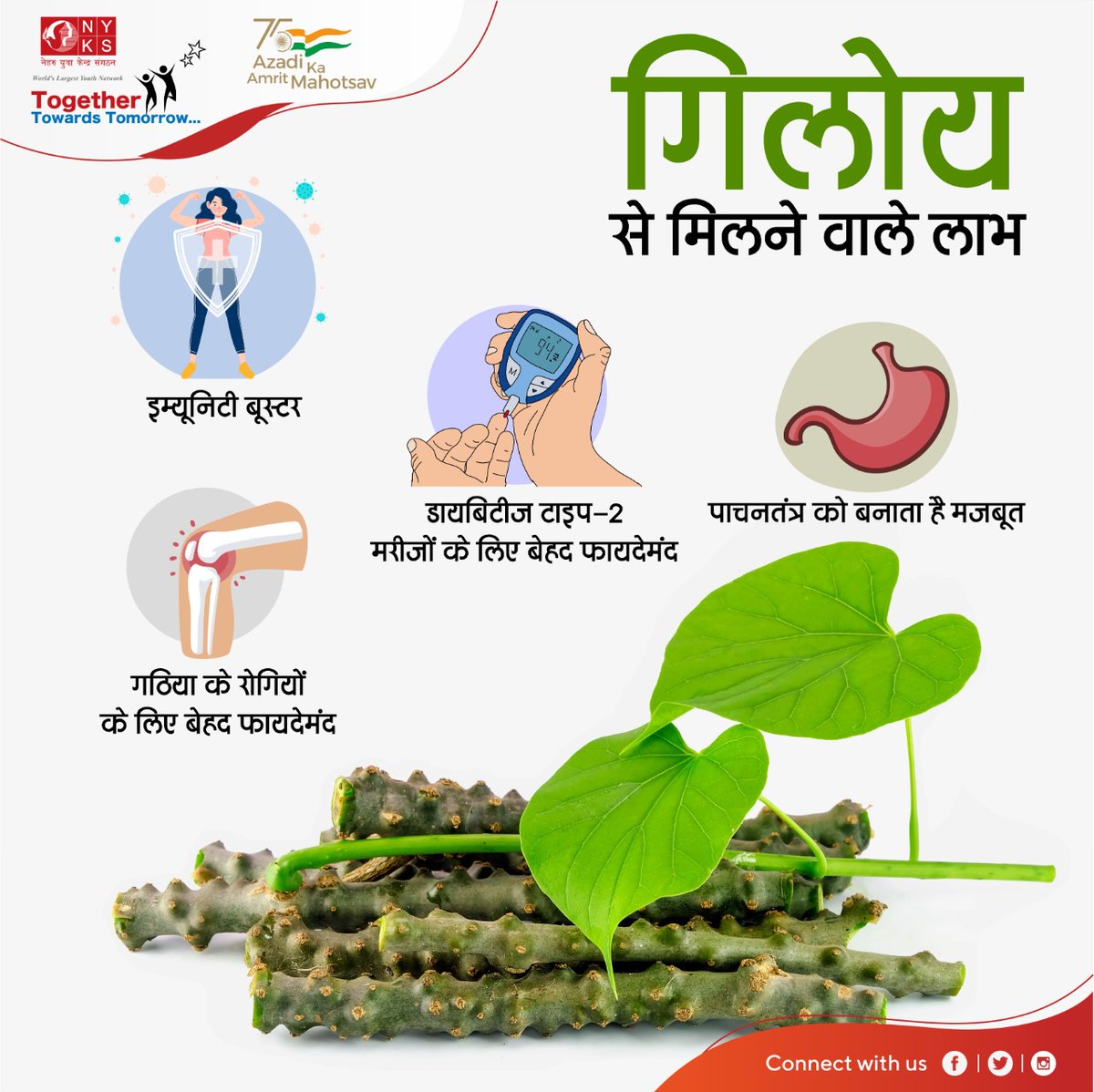 NykShajapur's tweet photo. आयुर्वेदिक जड़ी बूटी के तौर पर इस्तेमाल किए जाने वाले गिलोय के अनगिनत फायदे हैं। इसका सेवन आपको कई बड़ी बीमारियों से निजात दिलाता है और आपको स्वस्थ रखता हैl
#geloy #advantages #healthybody @ianuragthakur @YASMinistry @NisithPramanik @Dineshsinghbjp @NSSRDBhopal @_NSSIndia https://t.co/8YIGM7RBvF