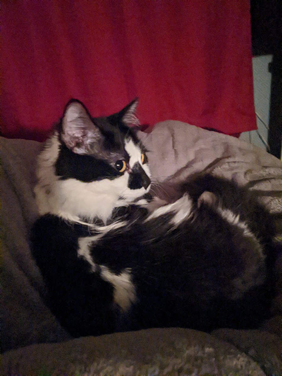 DillyBartheCat's tweet photo. sometime i smol https://t.co/PiEJ5FrFrj