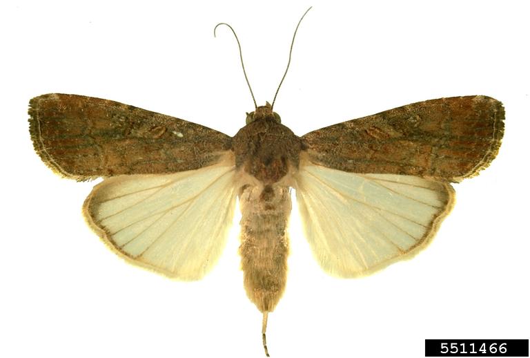 FindNz's tweet photo. Do you know how to spot a fall armyworm moth? Eggs of this invasive species have been found in Tauranga, though there is no evidence of an established population yet. Remember to always send through any observations, even if you aren't sure what something is! #findapest #kotatou https://t.co/Zs46d2VeD6