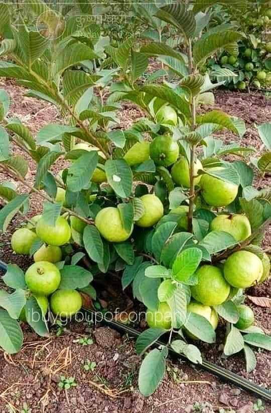 कठोर तपाईंको संघर्ष होलान्  !
सफलता नि त्यति नै सुन्दर हुनेछ ।