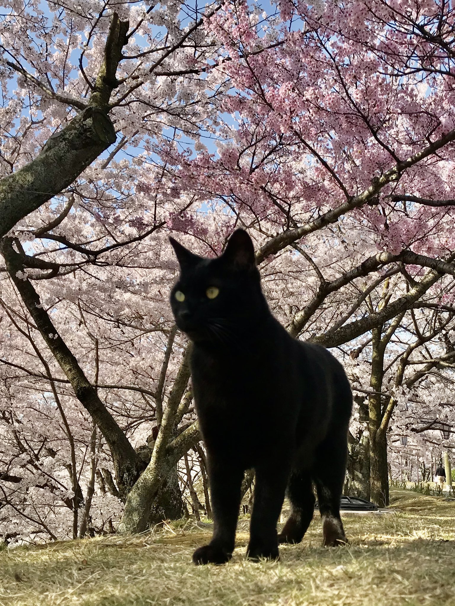 ❤KRS❤様 専用 街並みねこ オーダー5点 （うちの子オーダー
