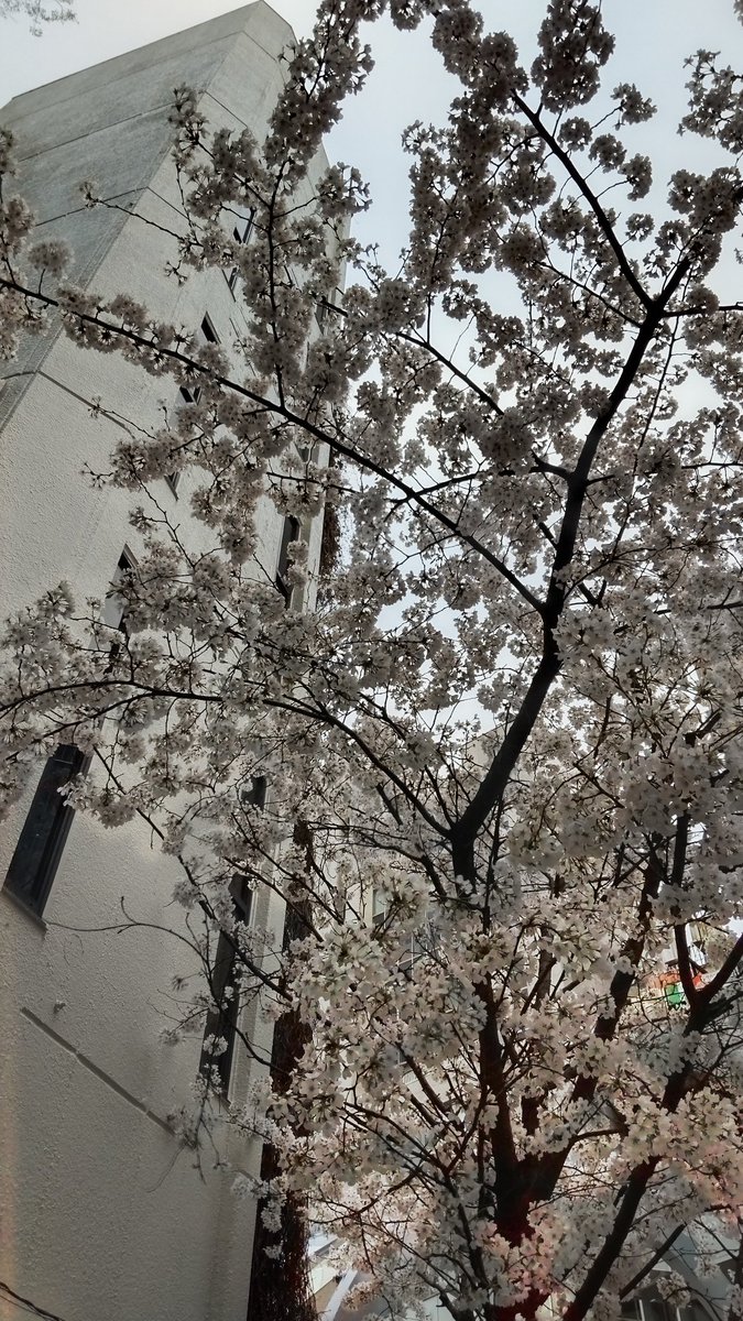 前川 綾香 Maemae0950 Twitter