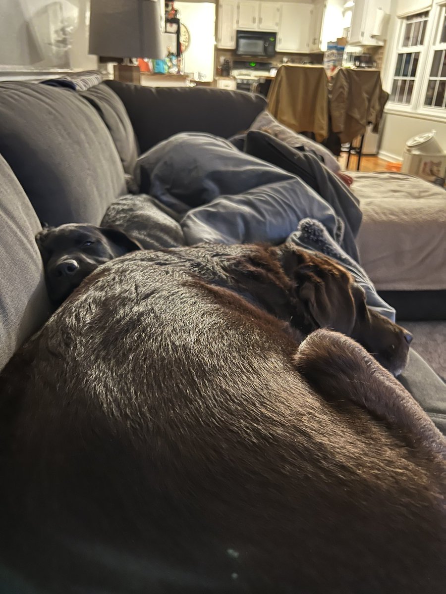 WashedUpGreg's tweet image. All she wants to do is nap on him.
