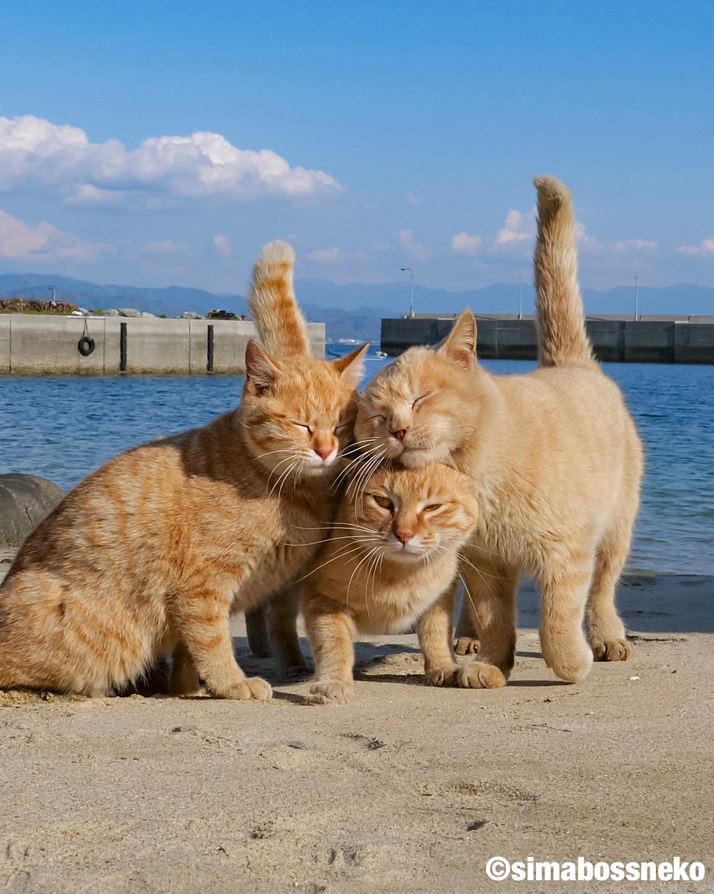 Simabossneko Simabossneko Twitter