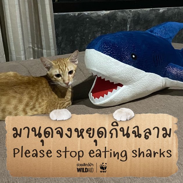 environmanth's tweet photo. WildAid และ WWF ประเทศไทยเปิดตัวโครงการรณรงค์ ‘เหมียว ช่วย ฉลาม – Cats for Sharks’ มาร่วมขับเคลื่อนโน้มน้าวให้ผู้ที่รักและเลี้ยงแมว ผู้รักสัตว์เลี้ยง และคนทั่วไป เลิกบริโภค อัพโหลดรูปแมว 🐱🐈https://t.co/fvo4yMoUQJ พร้อมติด แฮชแท็ก #CatsForSharks #มานุดจงหยุดกินฉลาม
#Environman https://t.co/w0qmlWqchT