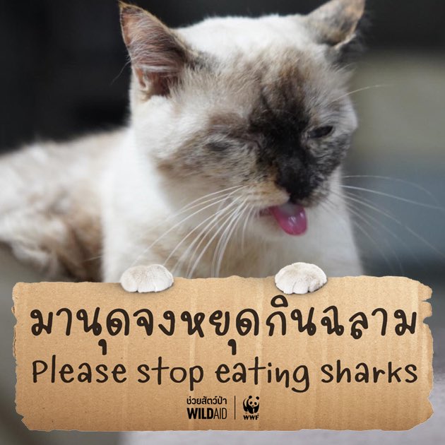 environmanth's tweet photo. WildAid และ WWF ประเทศไทยเปิดตัวโครงการรณรงค์ ‘เหมียว ช่วย ฉลาม – Cats for Sharks’ มาร่วมขับเคลื่อนโน้มน้าวให้ผู้ที่รักและเลี้ยงแมว ผู้รักสัตว์เลี้ยง และคนทั่วไป เลิกบริโภค อัพโหลดรูปแมว 🐱🐈https://t.co/fvo4yMoUQJ พร้อมติด แฮชแท็ก #CatsForSharks #มานุดจงหยุดกินฉลาม
#Environman https://t.co/w0qmlWqchT
