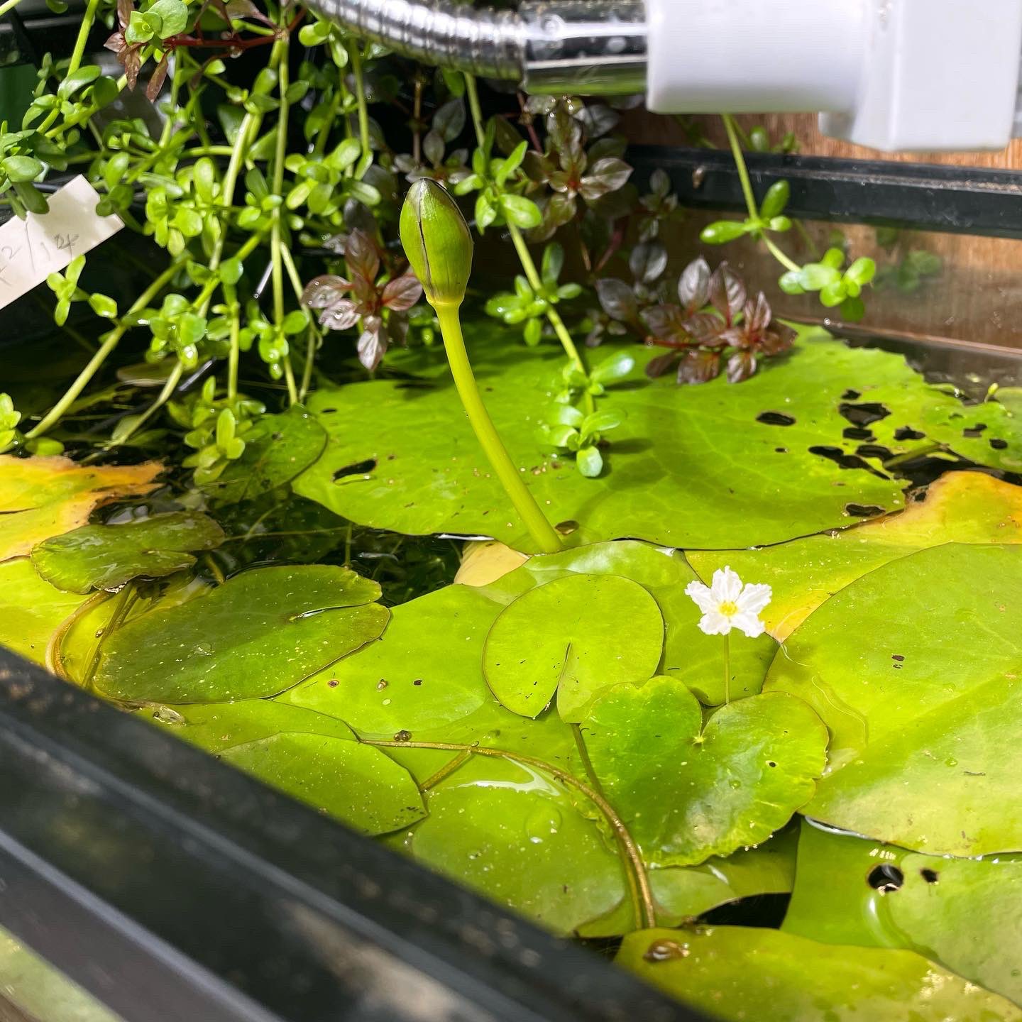 Twitter 上的 Kazuのメダカ睡蓮ビオトープ 室内のブルー ギガンティアの蕾が再び出てきました これは開花できるか 前回は結局ダメになって株も枯れかけましたが植え替えて復活 そして蕾が再び 果たしてどうなるか 睡蓮 スイレン 睡蓮鉢 ビオトープ