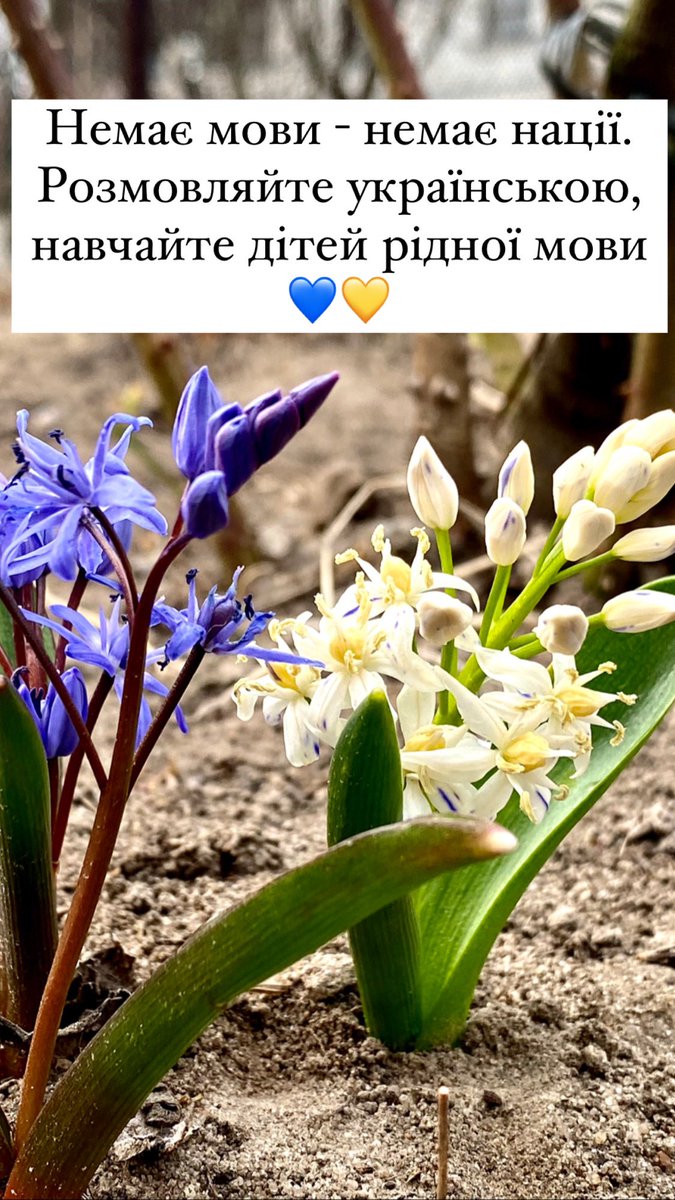 InnaPichkur's tweet photo. Бачите ці проліски. 
Сині і білі. Але білі, вже не чисто-білі, а з синеньким. Почали перепилятися. За кілька років  повністю посиніють і вже ніколи не будуть білими. Так само і з мовою. 
За декілька десятків років, мова «перепилиться» і вже ніколи не буде такою, як була. #україна https://t.co/vl9lhzDp1u