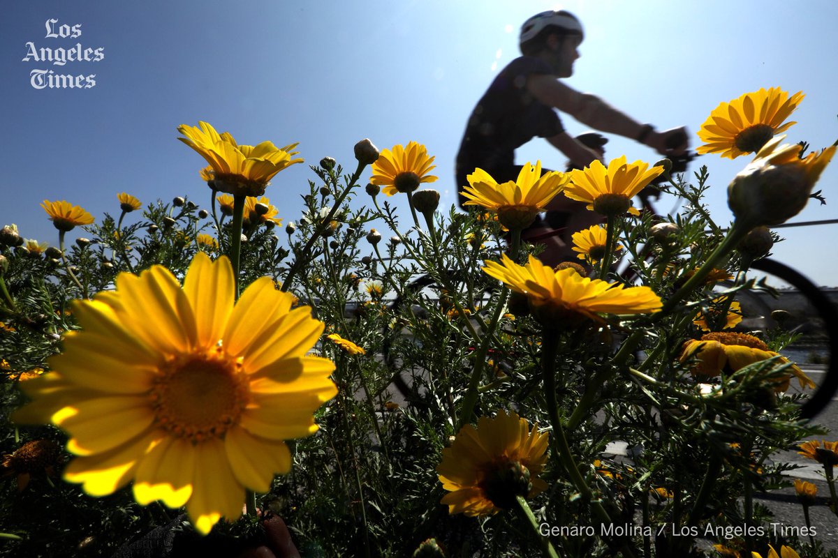 GenaroMolina47's tweet photo. Ukraine on my mind while shooting features on the Ballona Creek Bike Path in Marina Del Rey.  #ukraine #peaceinukraine #russiaoutofukeaine #endthewar #bike #bicyclist #bicycle #flowers #weather #ballonacreek #marinadelrey #socal #photography https://t.co/nsrhNzYT2H