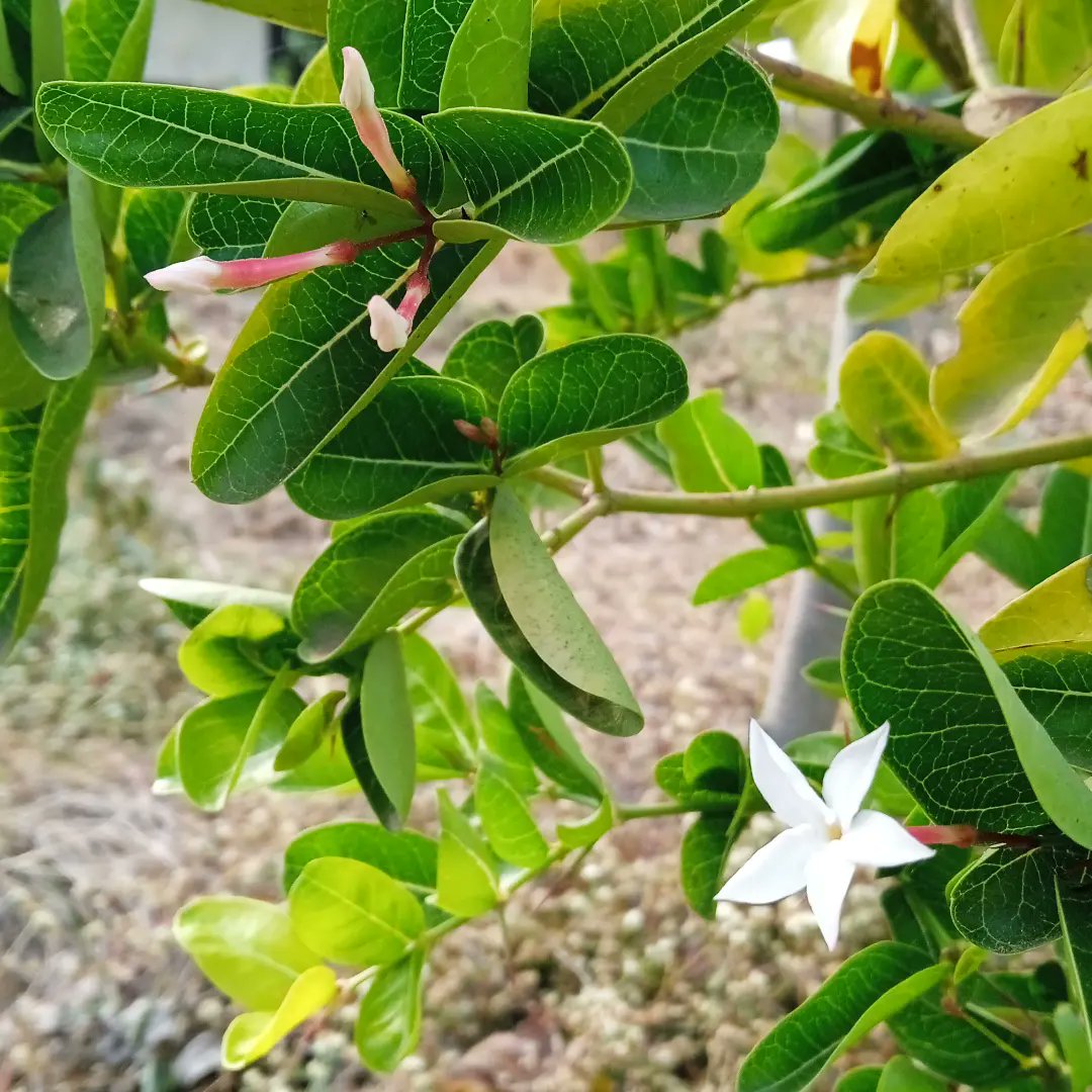 jeevantikaf's tweet photo. Two new types of flowers 🌺- Karonda and Gliricidia!

#flowers #fruittrees #springflowers #biodiversity #foodforest #naturalfarming  #regenerativeagriculture #firstflowers #growyourownfood #spring #flowering #firstfruits #permaculture https://t.co/Wjx4Jz7FXH