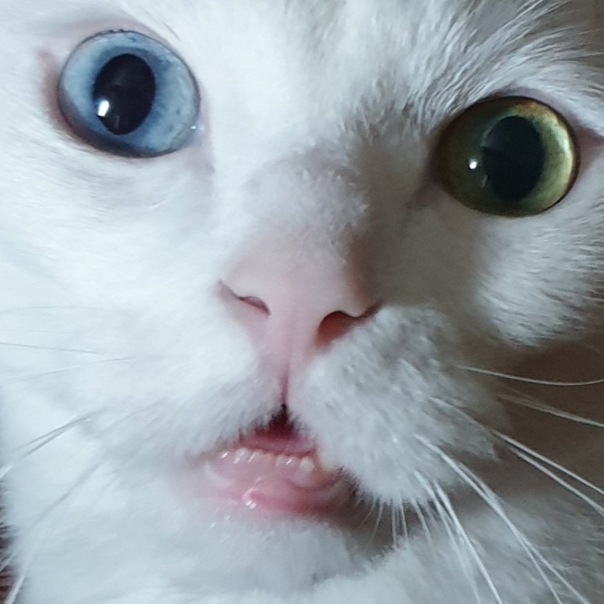 저 하찮은 아랫니가 귀여워