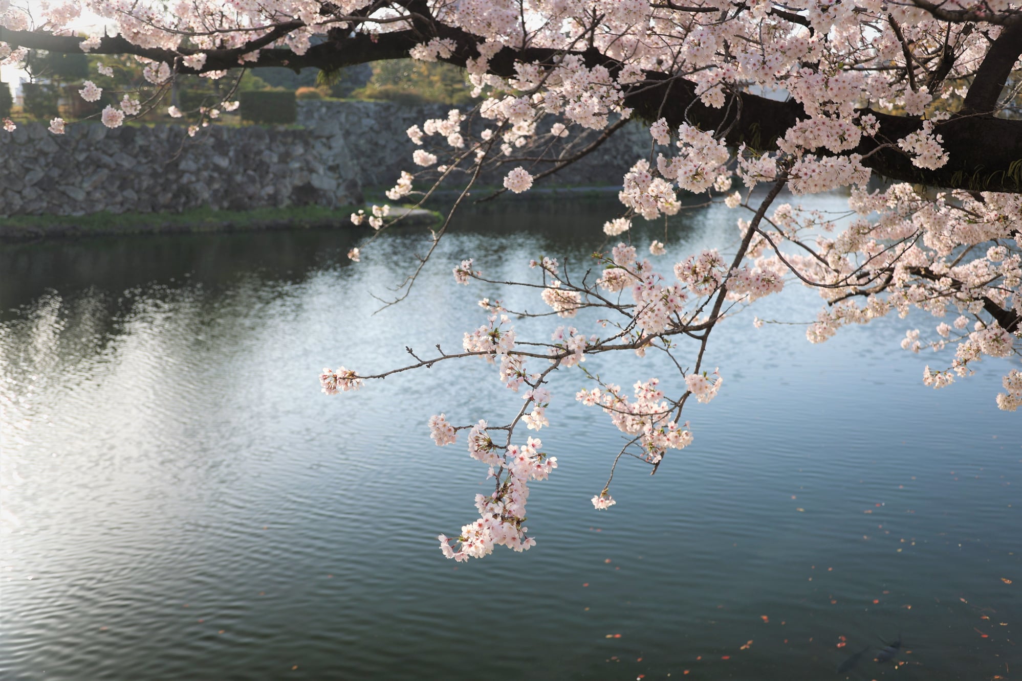 大分市 Oitacity Pr Twitter