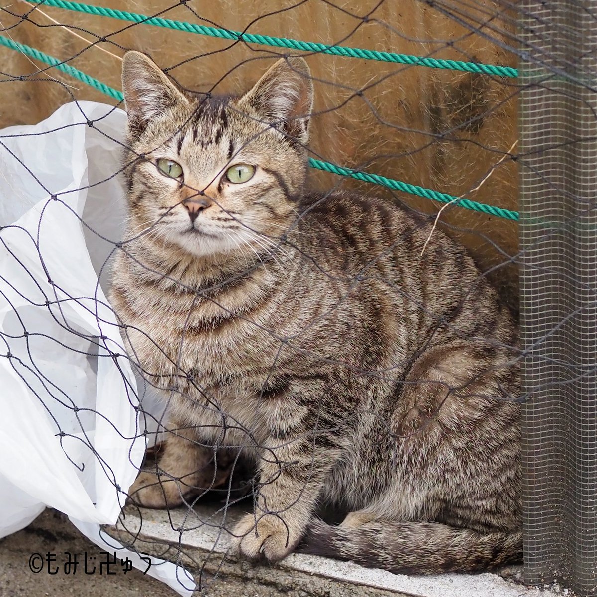 鞆の浦ねこズ226