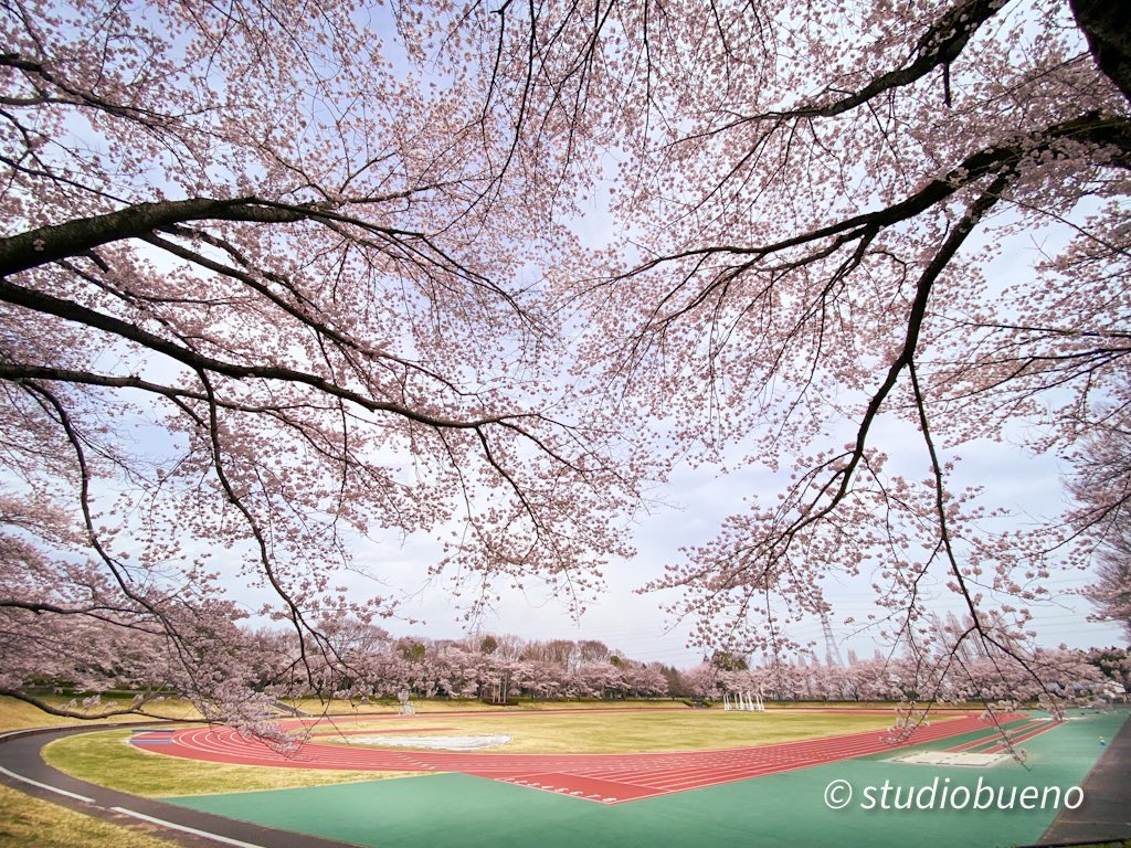50Kitasan's tweet photo. 東京都あきる野市
秋留台公園
陸上競技場と桜の組み合わせ
ここもまた、被写体として面白い場所です。
#写真で伝える私の世界 
#桜の季節 
#陸上競技場 
#散歩 https://t.co/kJGXpDc6Ai