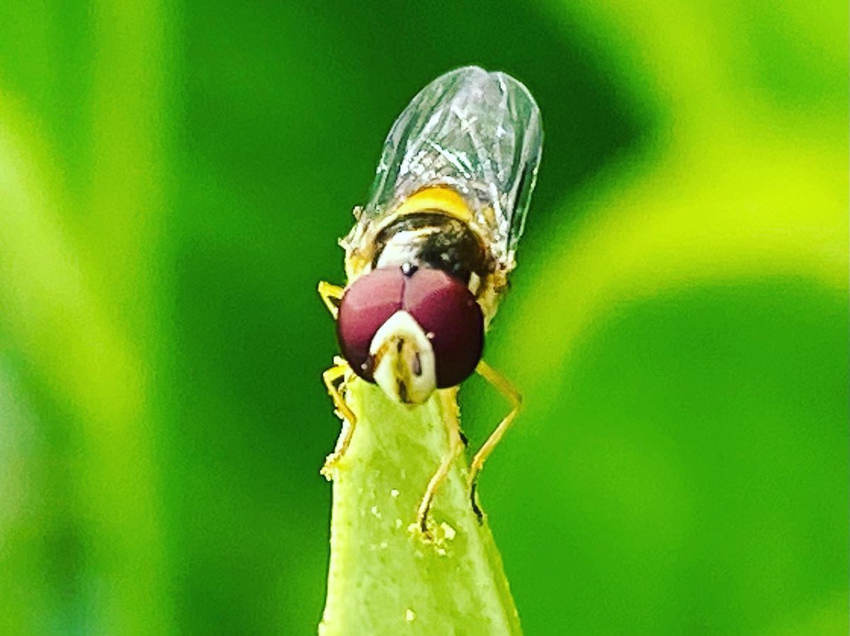 megsquitophd's tweet photo. Hoverfly hump day? #entoAF https://t.co/6VSlwTWMpT