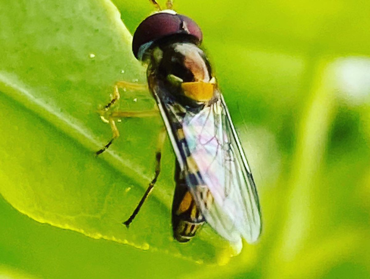 megsquitophd's tweet photo. Hoverfly hump day? #entoAF https://t.co/6VSlwTWMpT