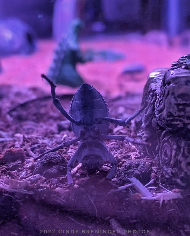 cindy_photos's tweet photo. Jake has been working on his headstand… #Beetles #InsectThursday #photography #NaturePhotography #WildlifeWednesday #BDFB #headstand #Pets #insects #FridayMotivation https://t.co/XsVa8bzRiy