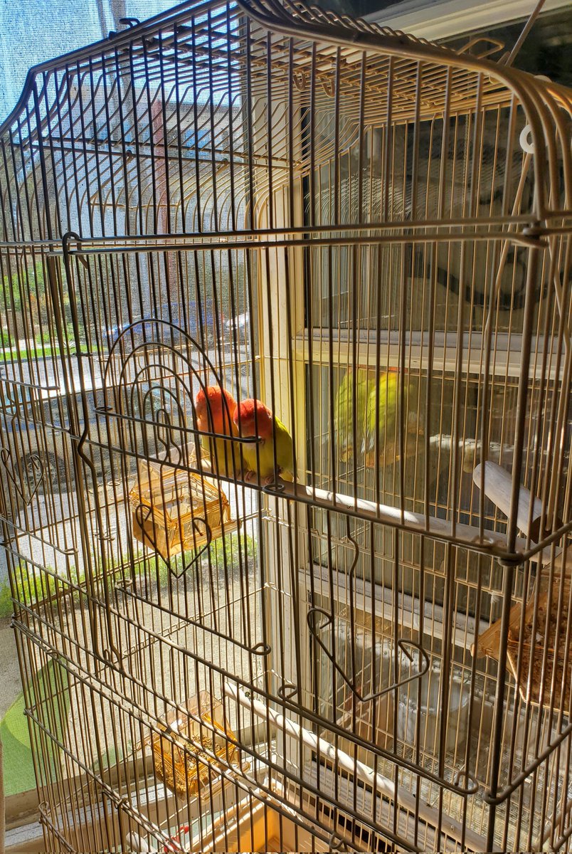 TyMurphy19's tweet photo. So we now we finally got these Lovebirds
But have no idea what to give them for a midnight snack๐คซ
Am open to suggestions from any Bird Lovers!
#ArchieAndBetty https://t.co/TCuu11i0wX