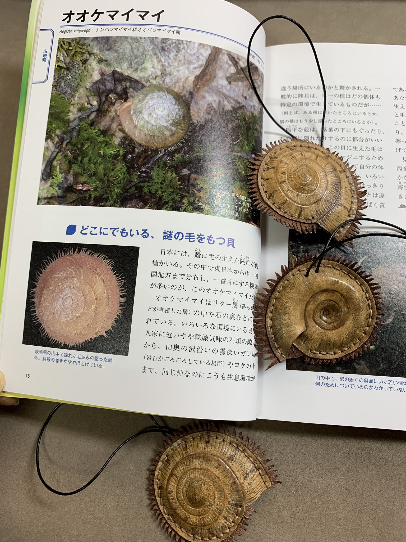 Tsukasa Waki Riccardoella Twitter