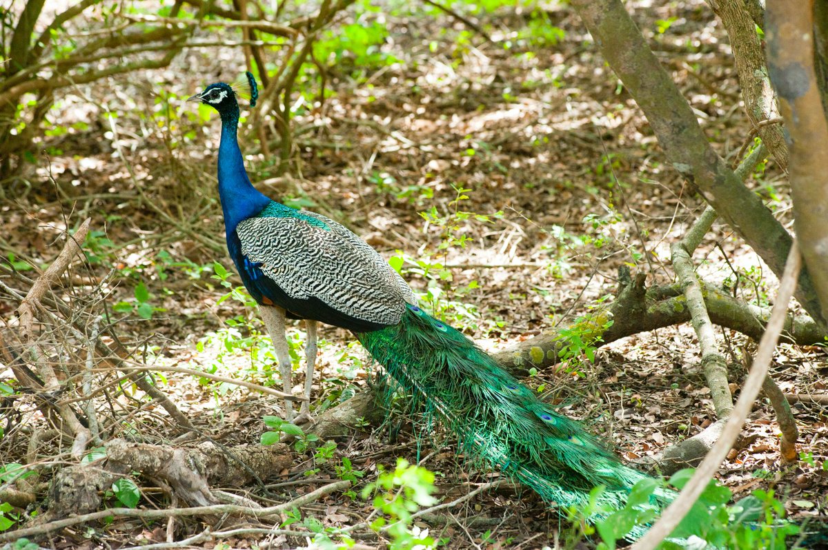 HoopoeAdventure's tweet photo. #Peacock #טווס #birds https://t.co/zN5o7QKsp4