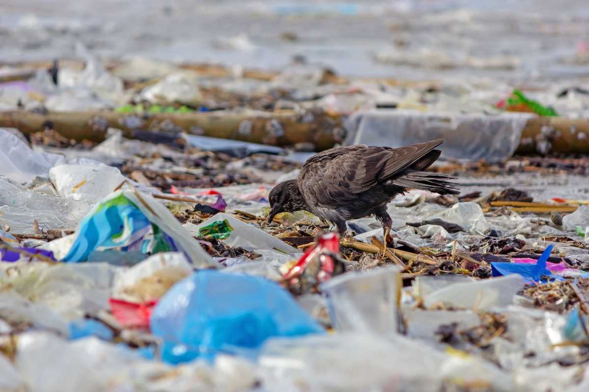 valesia7's tweet photo. #Carrellidiplastica la campagna del @fattoquotidiano  con @Greenpeace_ITA. Con la crisi energetica produrre e consumare meno plastica monouso è fondamentale.
Partecipa attivamente facendo attenzione a cosa metti nel carrello!
Articolo completo:
https://t.co/dN9OfsKNeE https://t.co/Ha1ez7bAMi
