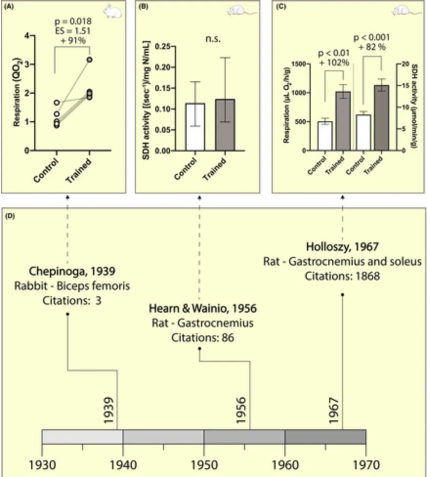 Another great article led by <a href="/javi_iup/">Javi Botella</a> bit.ly/3iPMSMJ
A brief historical reappraisal of muscle contraction &amp; mitochondrial biogenesis 
#mitochondria #myotwitter #IHESresearch